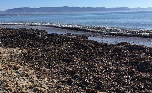 Ambiente & Ricerca: Progetto "Posidonia" ef
